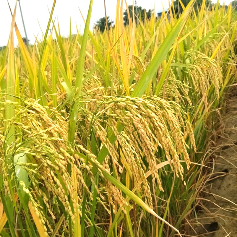 Parth Seed Field Crops